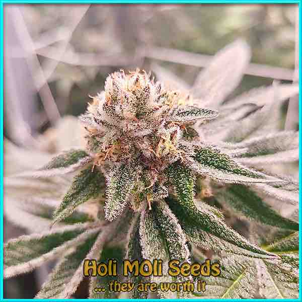 power plant cannabis pics