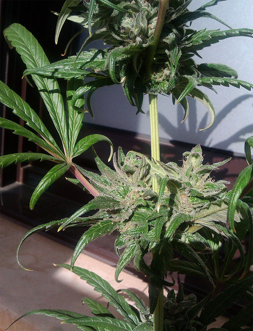 pure indica cannabis pics