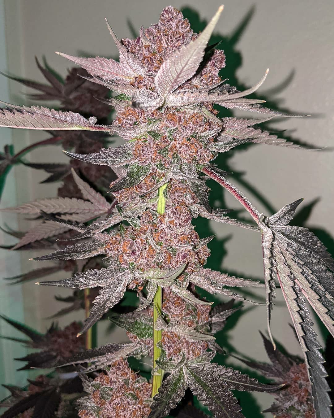 runtz cannabis pics