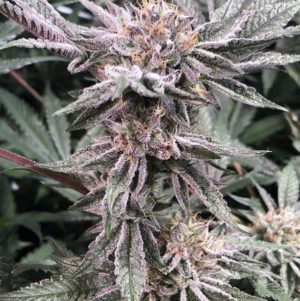 runtz cannabis pics