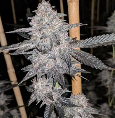 runtz cannabis pics