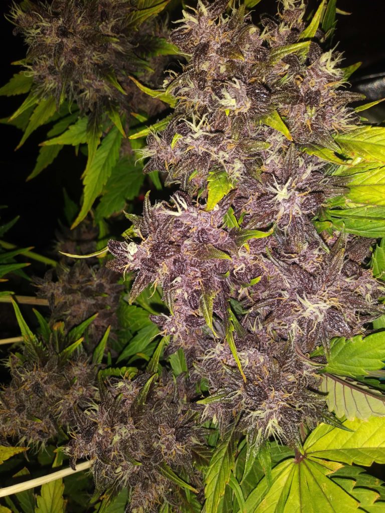 runtz cannabis pics