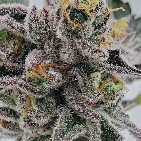 runtz cannabis pics