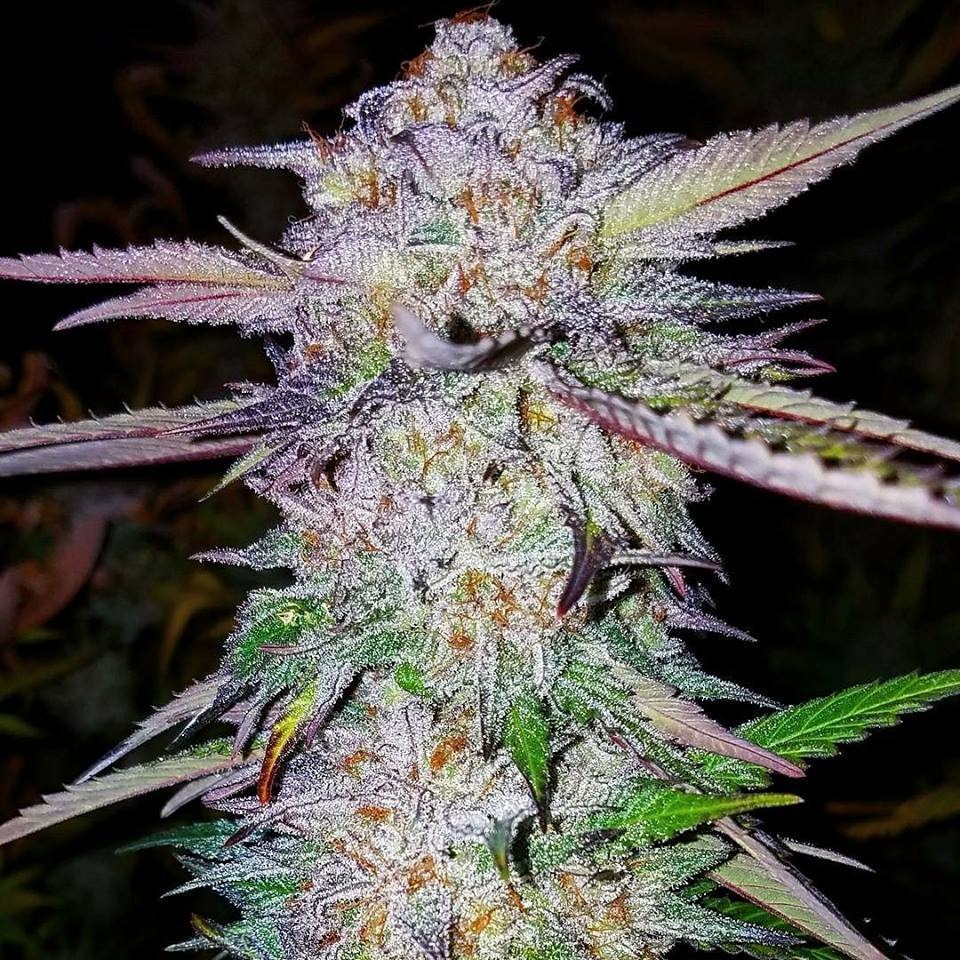 runtz cannabis pics