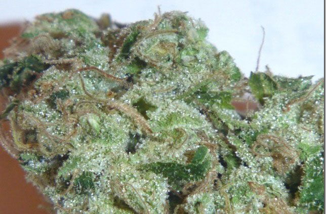 san fernando valley og kush cannabis pics