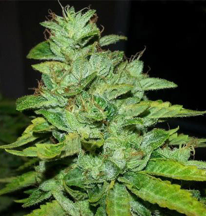 san fernando valley og kush cannabis pics