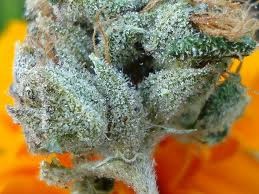 san fernando valley og kush cannabis pics
