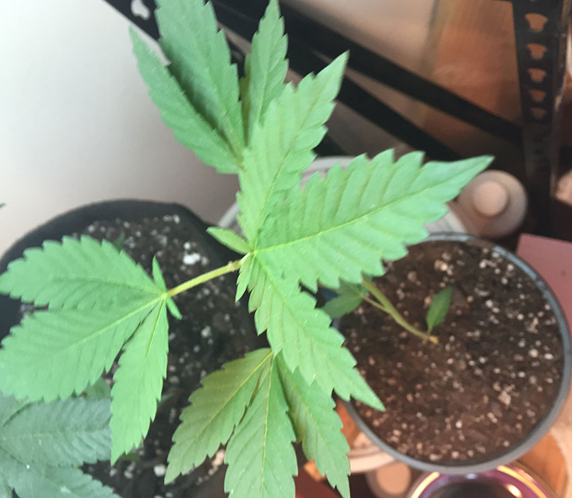 san fernando valley og kush cannabis pics