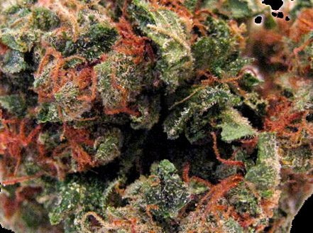 san fernando valley og kush cannabis pics