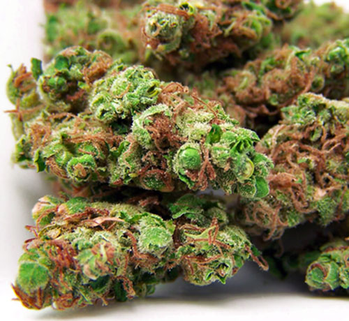 san fernando valley og kush cannabis pics