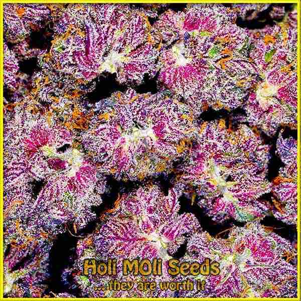 sirius black cannabis pics