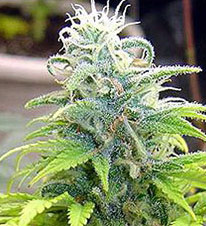 skunk 1 cannabis pics