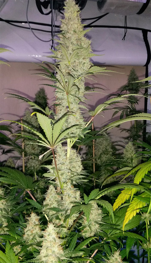 skunk 1 cannabis pics