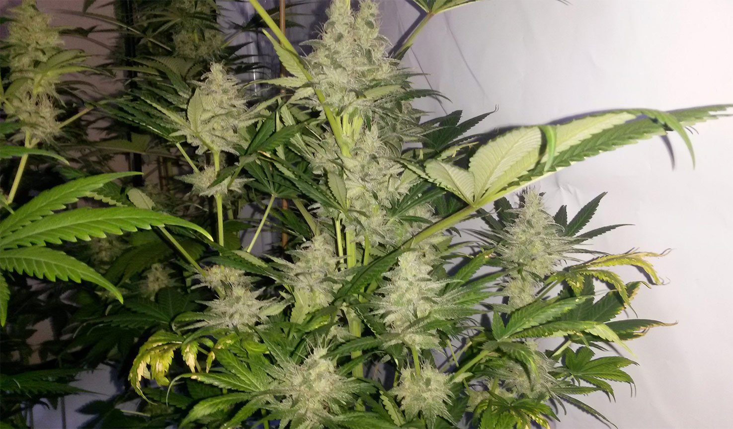 skunk 1 cannabis pics