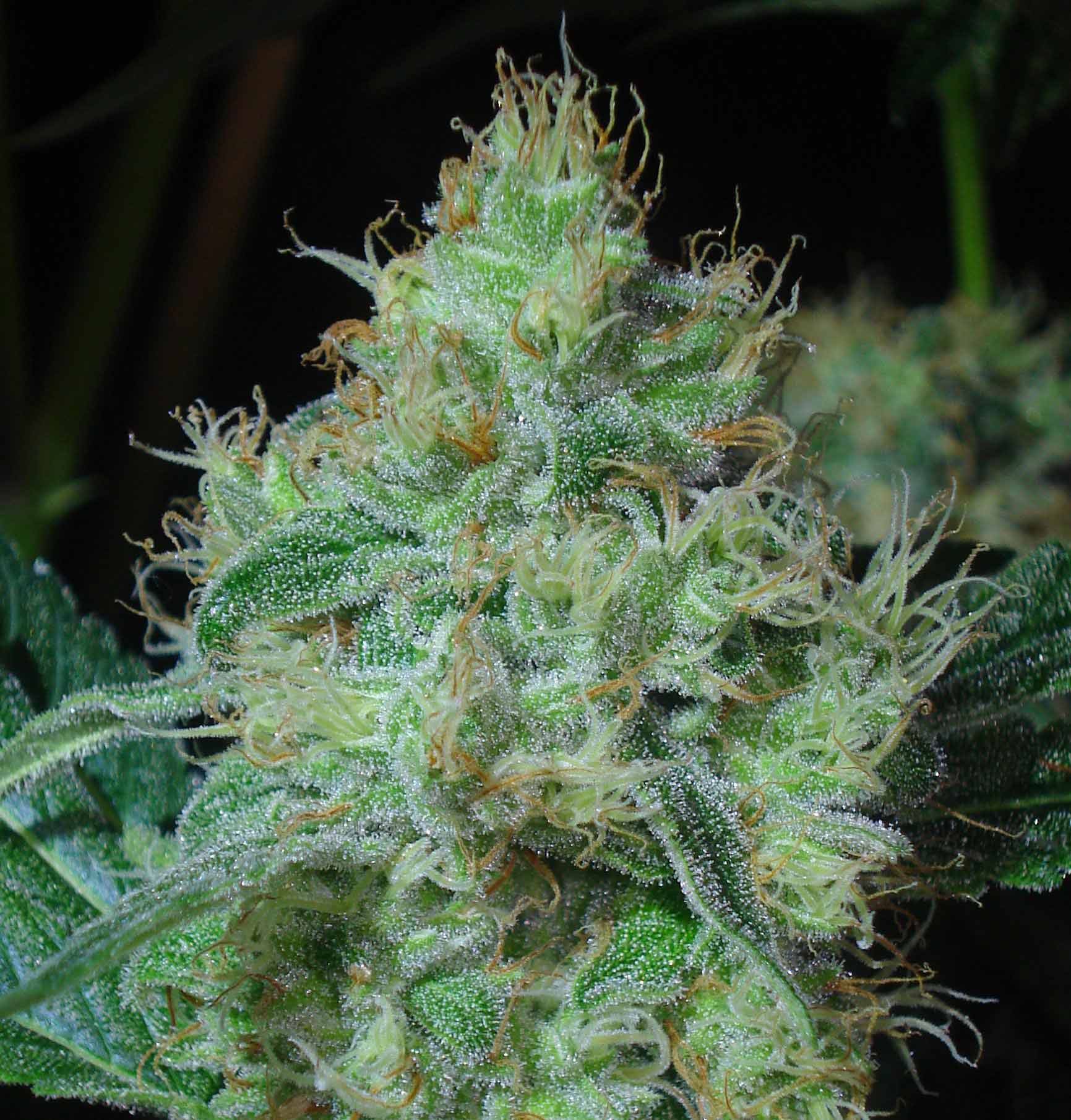 skywalker og cannabis pics