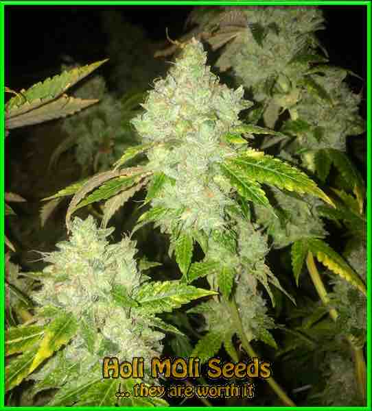 skywalker og cannabis pics