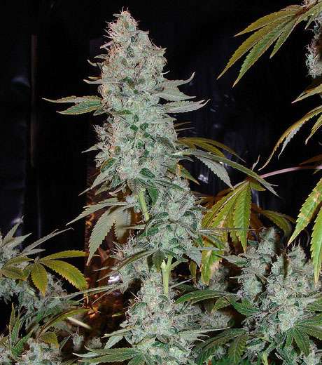sour diesel cannabis pics