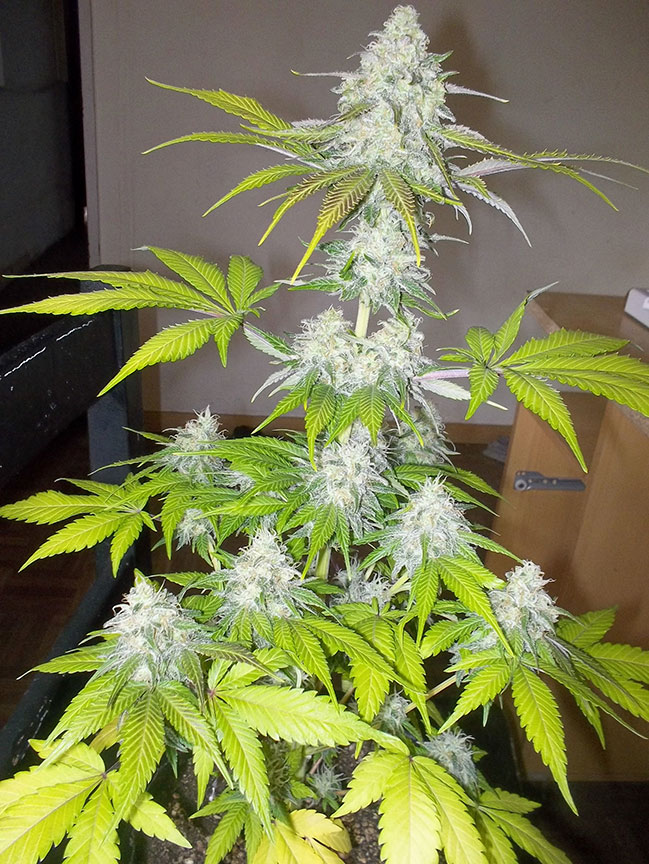 sour diesel cannabis pics