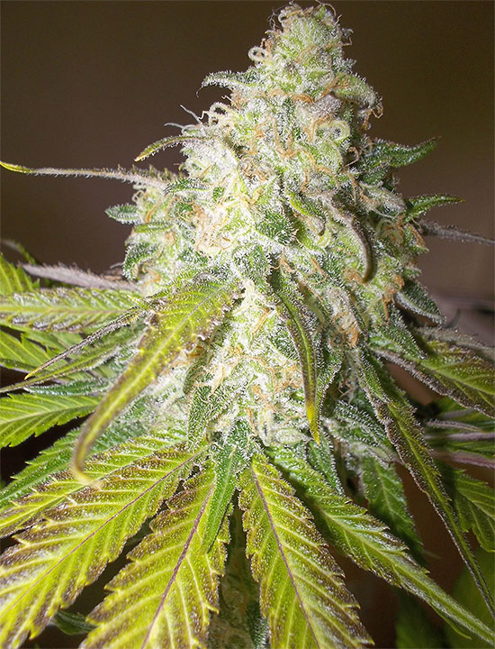 sour diesel cannabis pics