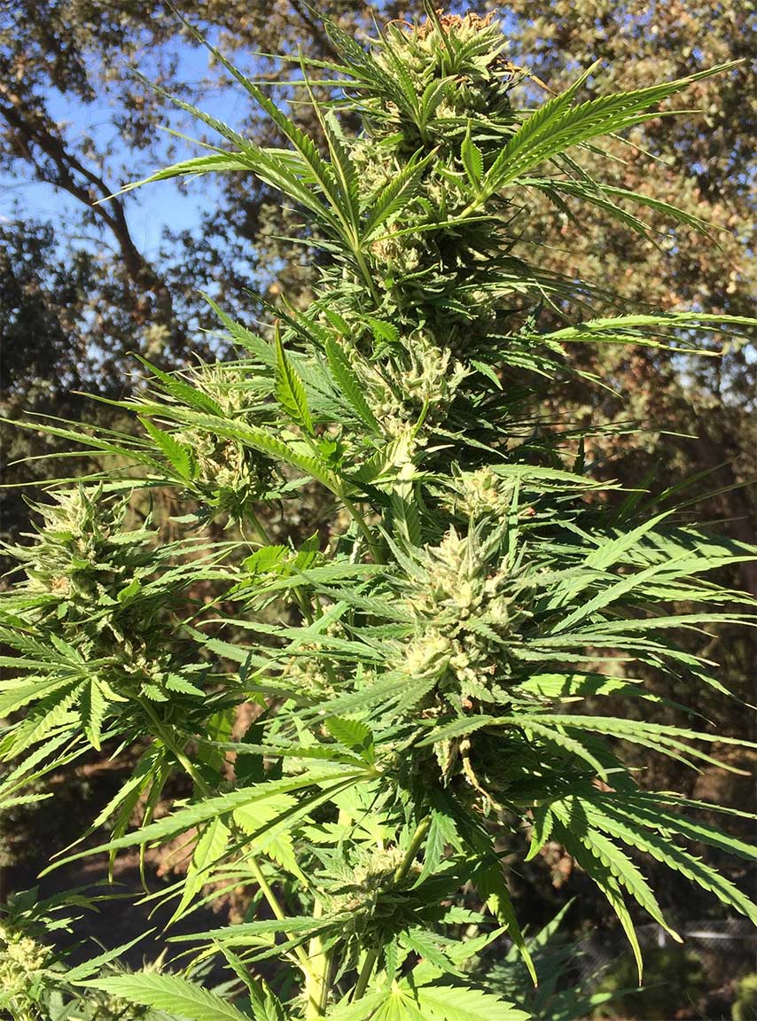 sour diesel cannabis pics