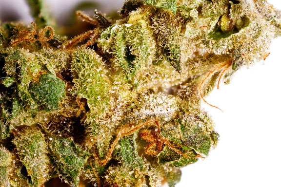 sour diesel cannabis pics