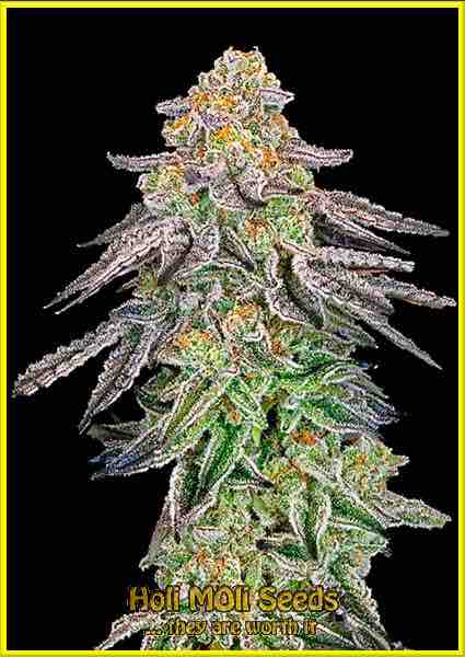 strawberry banana cheese cannabis pics