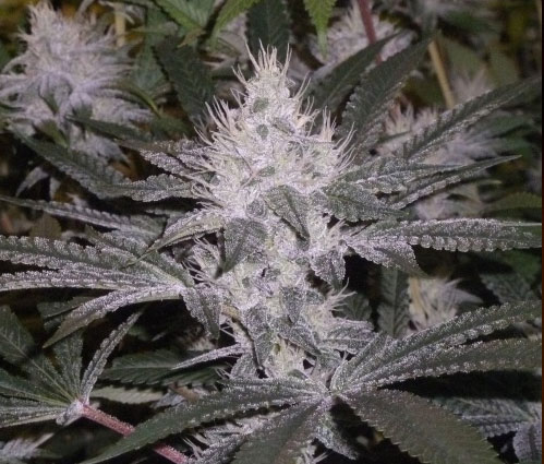 strawberry gorilla cannabis pics
