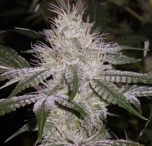 strawberry gorilla cannabis pics