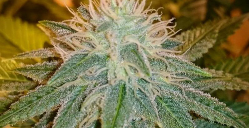 strawberry gorilla cannabis pics