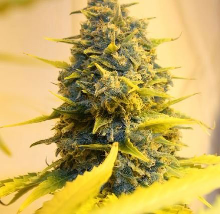 super skunk cannabis pics