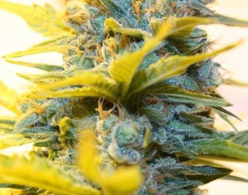 super skunk cannabis pics