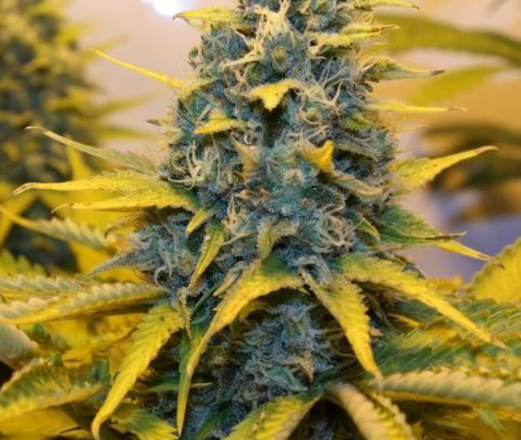 super skunk cannabis pics