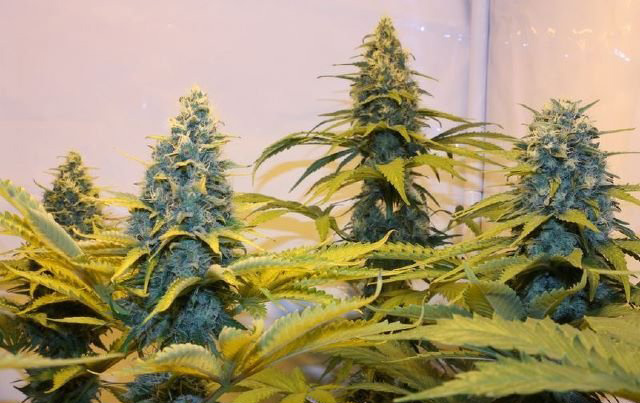super skunk cannabis pics