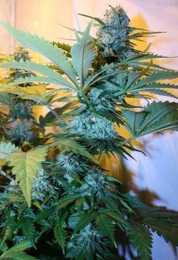 super skunk cannabis pics