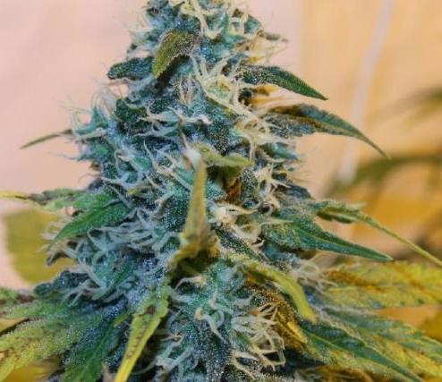 super skunk cannabis pics