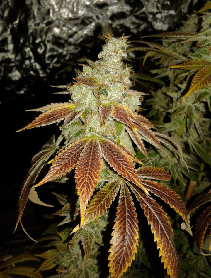tahoe og cannabis pics