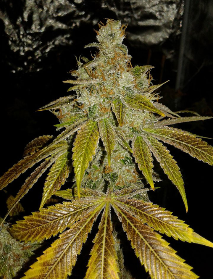 tahoe og cannabis pics