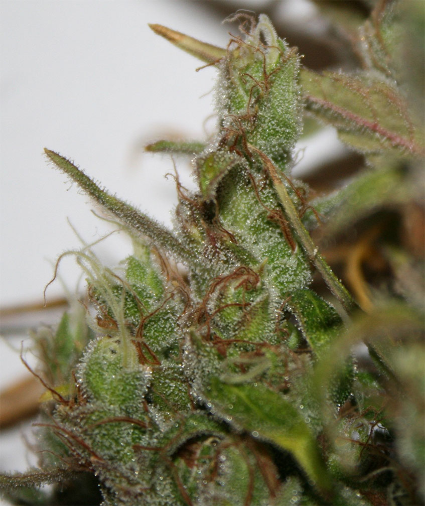 tangie cannabis pics