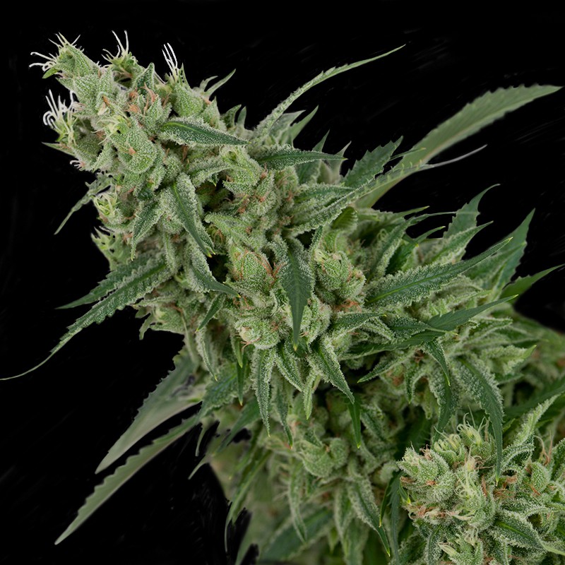tangie cannabis pics