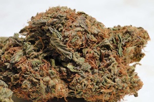 trainwreck cannabis pics