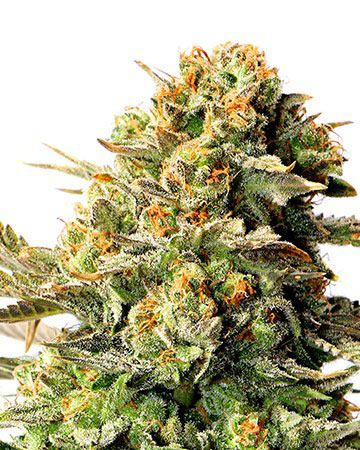 wedding cake autoflower cannabis pics
