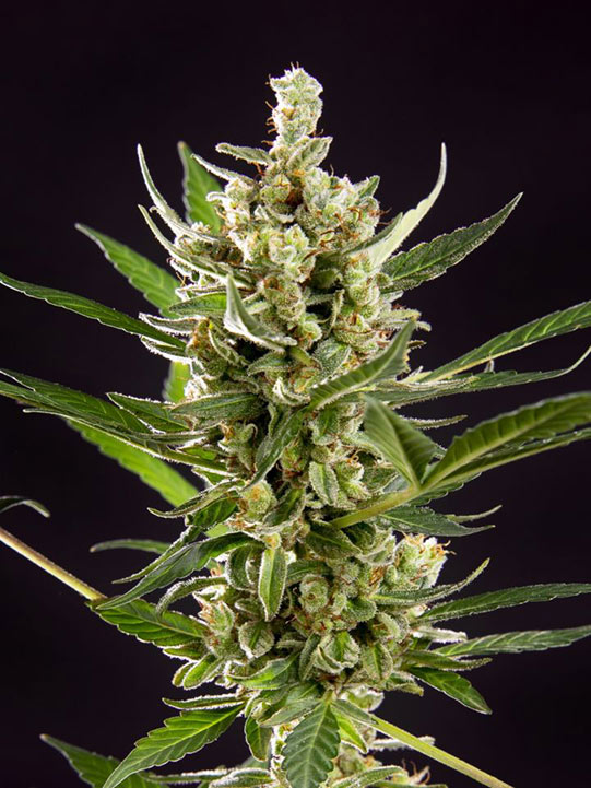 wedding cake autoflower cannabis pics
