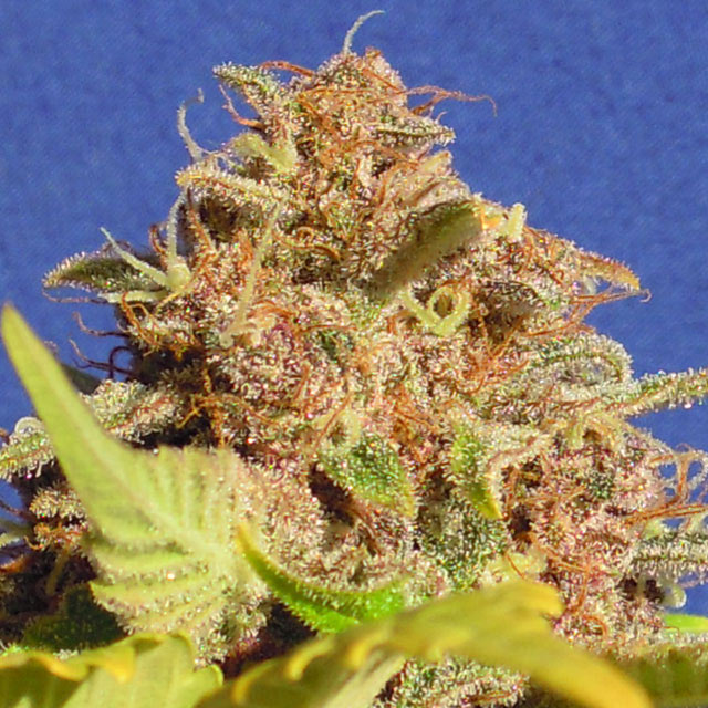wedding cake autoflower cannabis pics