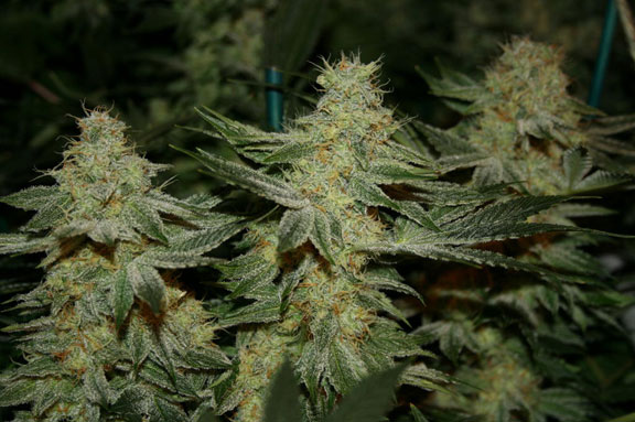 white fire kush cannabis pics