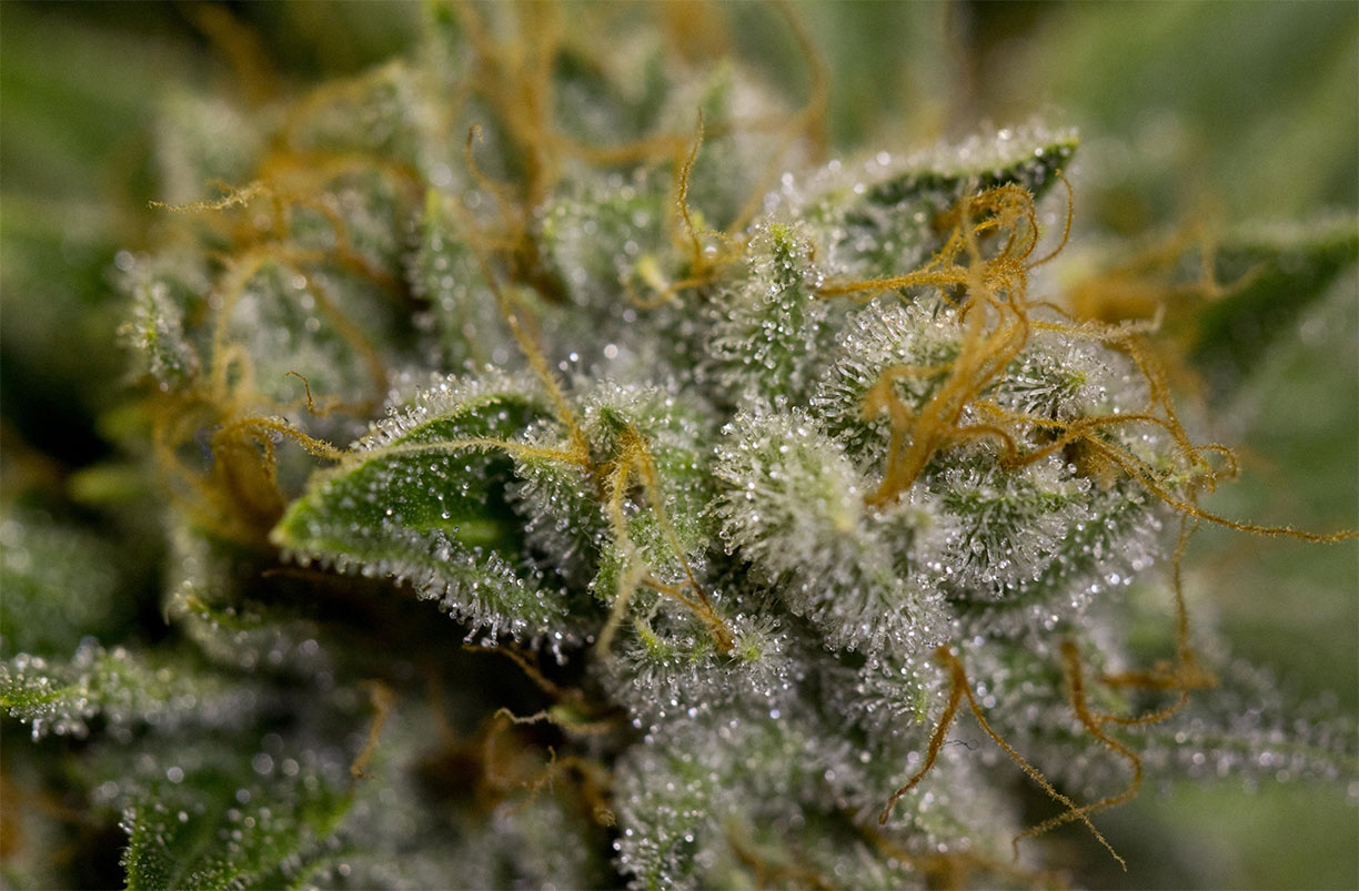 white fire kush cannabis pics