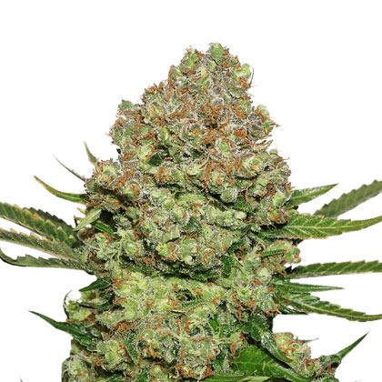 white widow autoflower cannabis pics