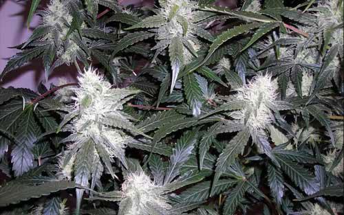 white widow cannabis pics
