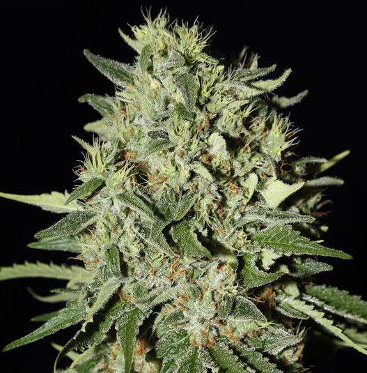 white widow cannabis pics