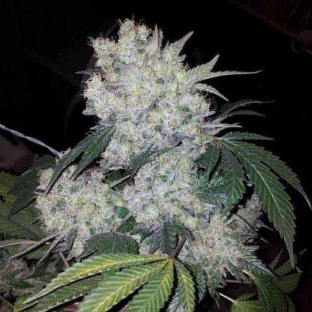 white widow cannabis pics
