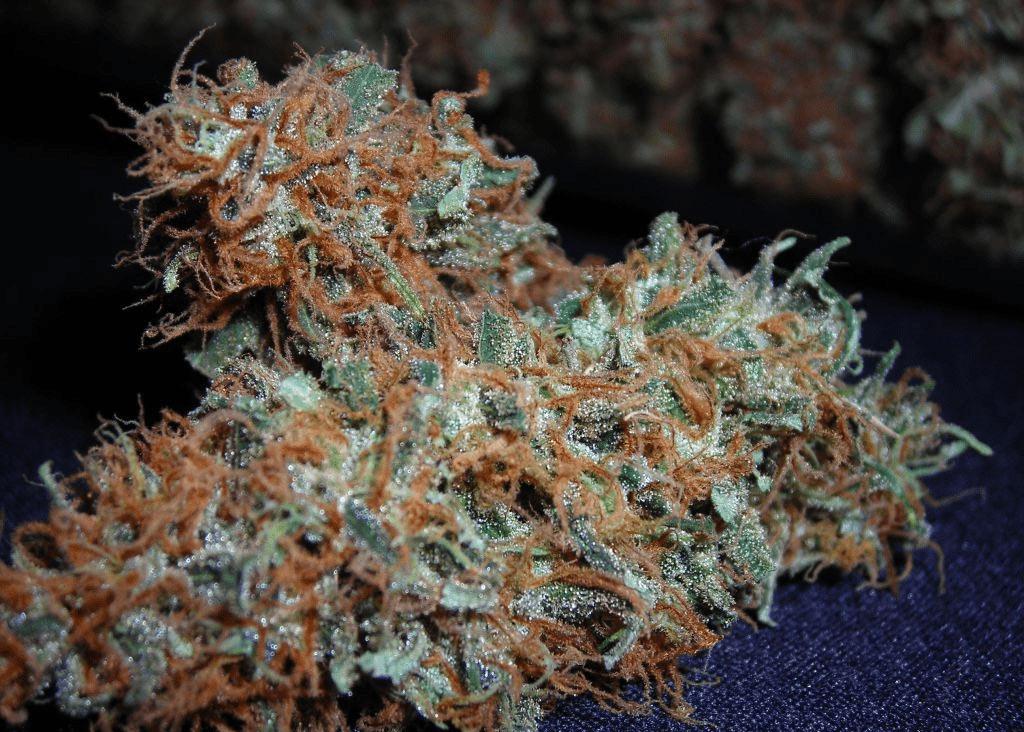 white widow cannabis pics